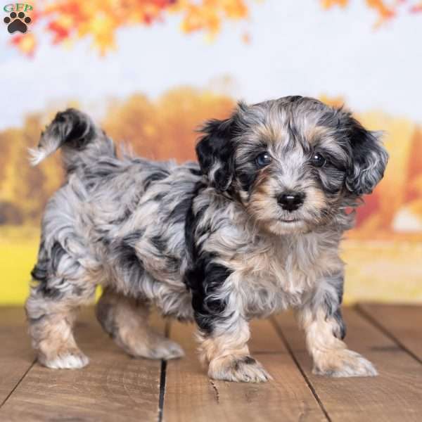 gloria, Mini Bernedoodle Puppy